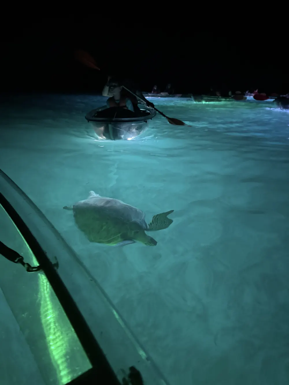 A sea turtle gliding beneath an illuminated clear kayak at night